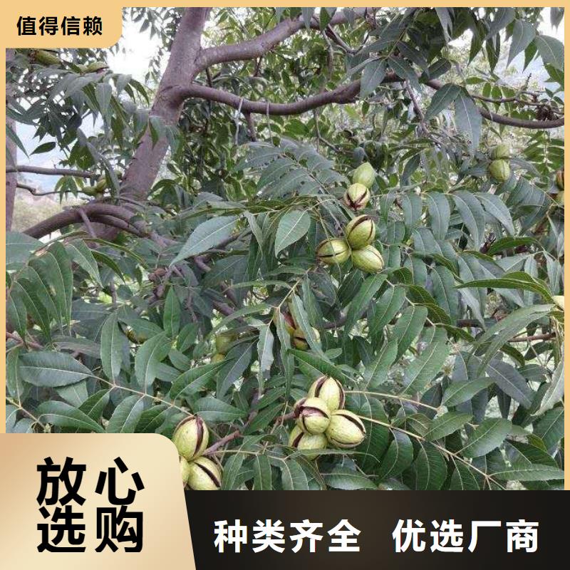 核桃大型廠家