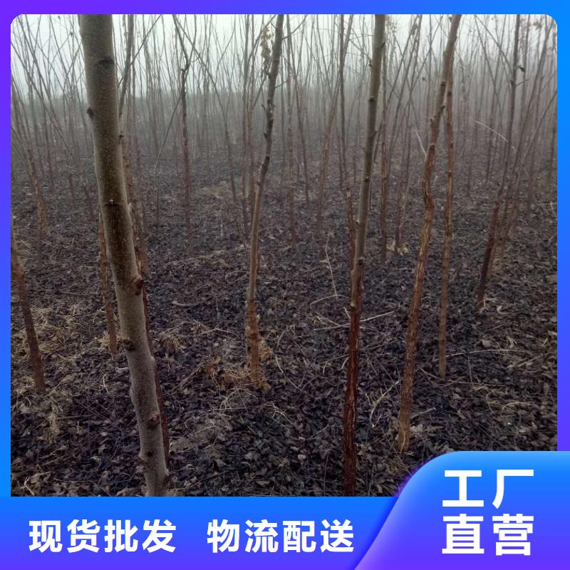 核桃廠家直銷多少錢