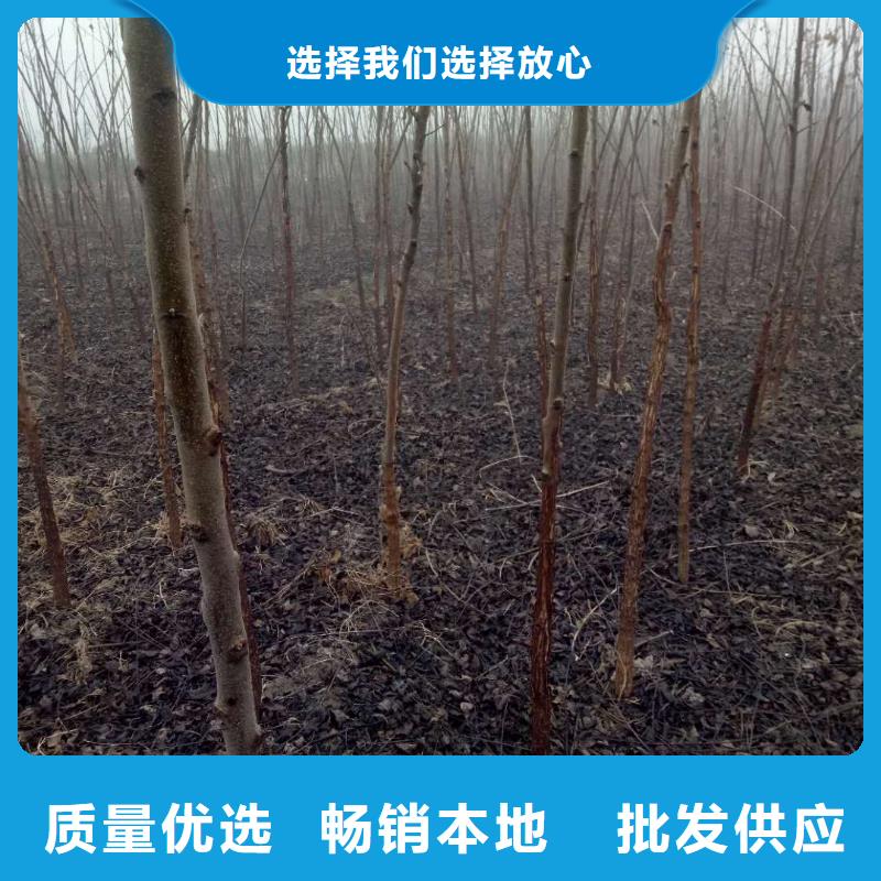 核桃供應(yīng)商價格