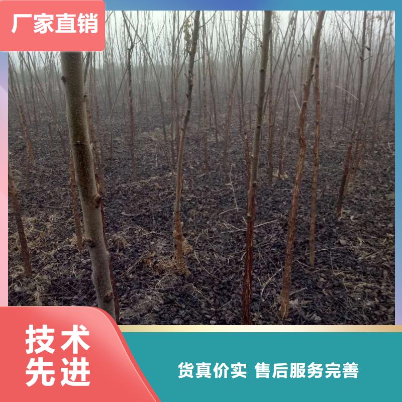 核桃廠家【多圖】當(dāng)?shù)厣a(chǎn)商