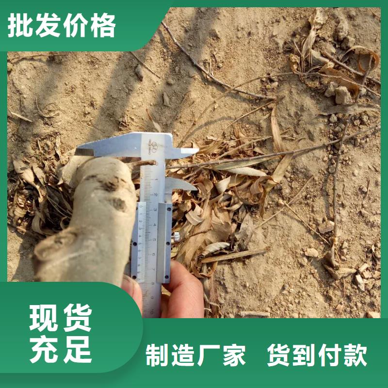 支持定制的核桃廠家源廠供貨