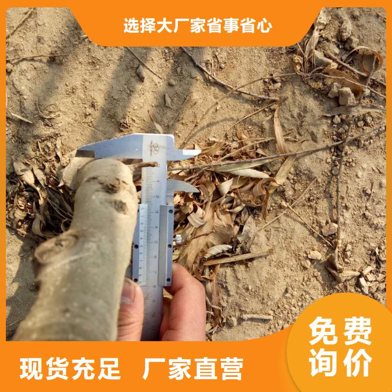 歡迎訪問#核桃廠家#