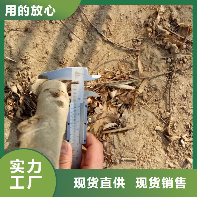 的核桃廠家