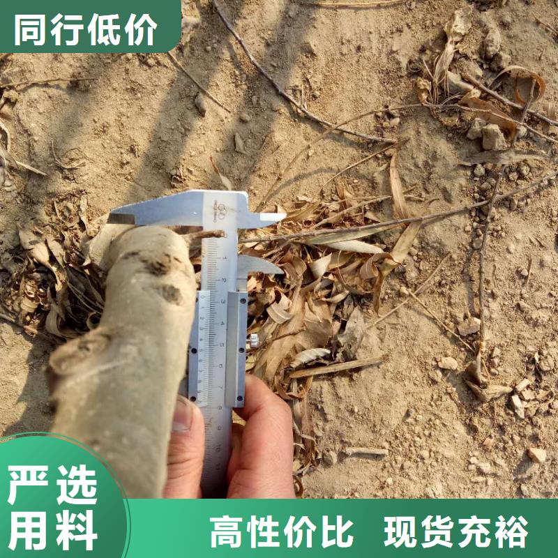 核桃-信譽可靠
