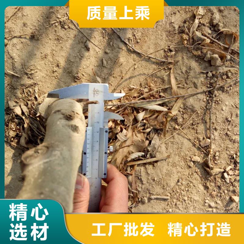 核桃生產(chǎn)設(shè)備先進(jìn)