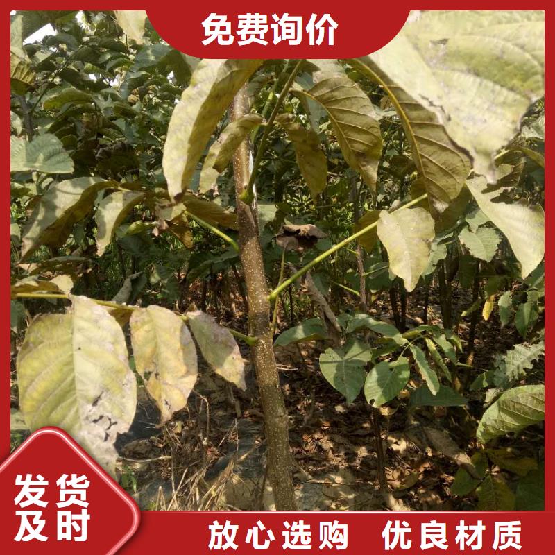 核桃市場價