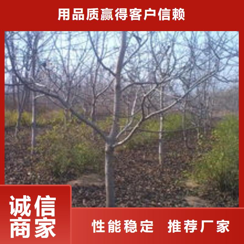核桃生產(chǎn)商_潤(rùn)鑫苗木種植銷售中心隨心所欲定制