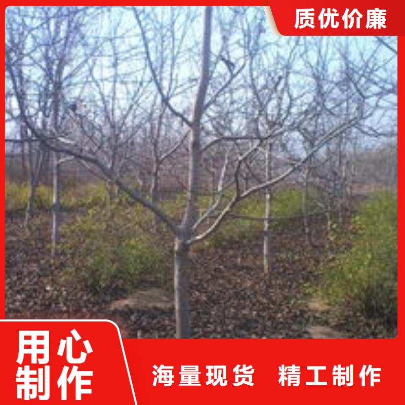 核桃免費咨詢