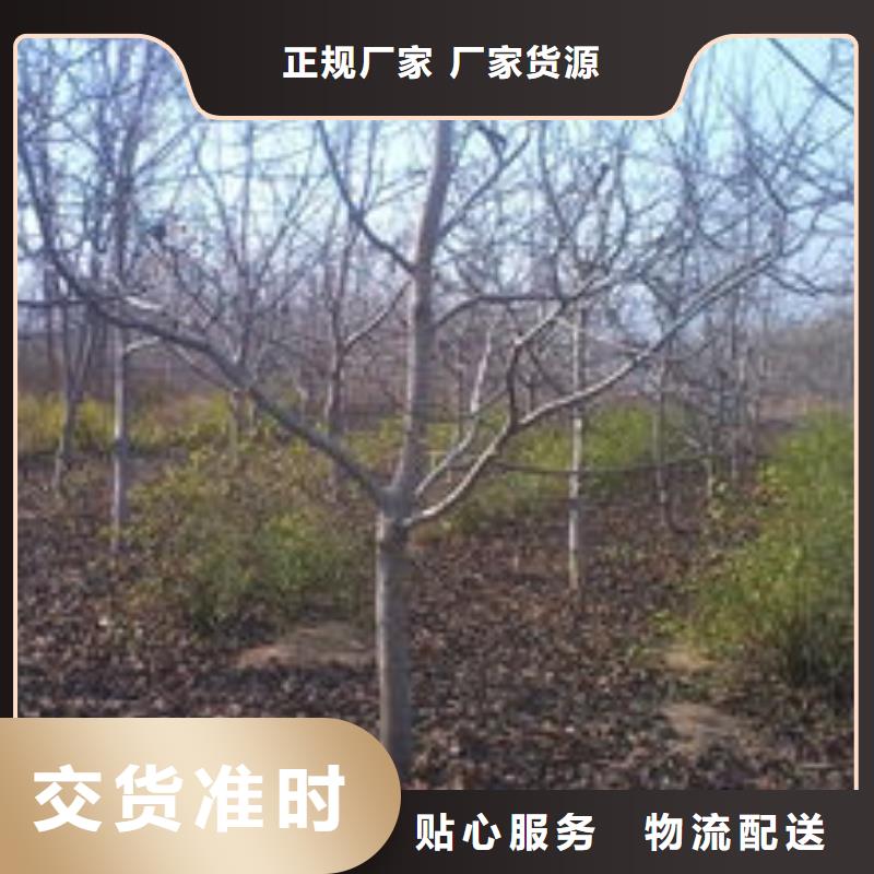 本地的核桃廠家