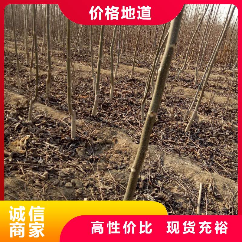 核桃生產(chǎn)商_潤鑫苗木種植銷售中心