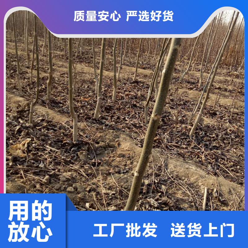 核桃、核桃廠家直銷-價格實惠有實力有經(jīng)驗