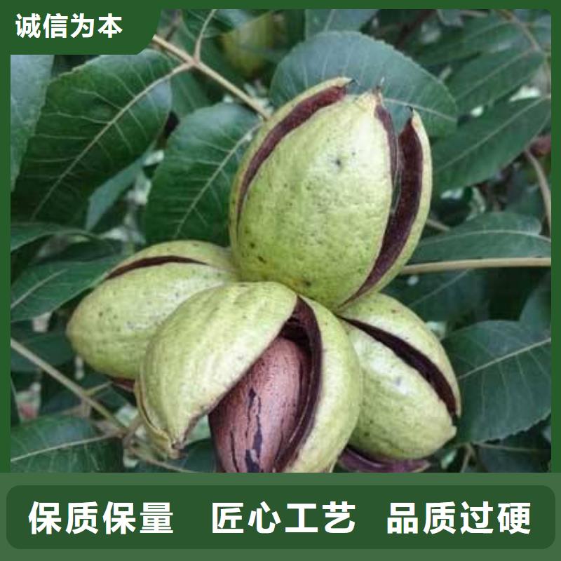 歡迎訪問#核桃廠家#
