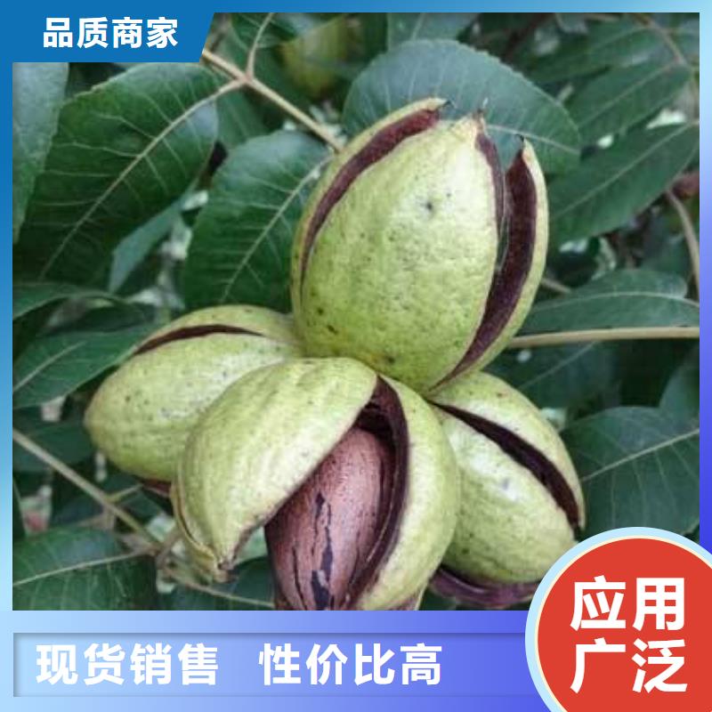 2025價(jià)格合理的##核桃廠家##免費(fèi)咨詢工廠直營(yíng)