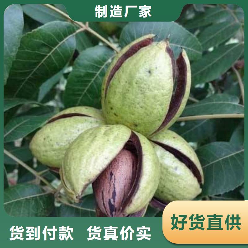 核桃量大價格從優(yōu)貼心服務