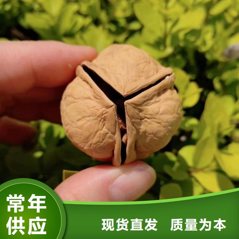 核桃、核桃廠家直銷-價(jià)格合理