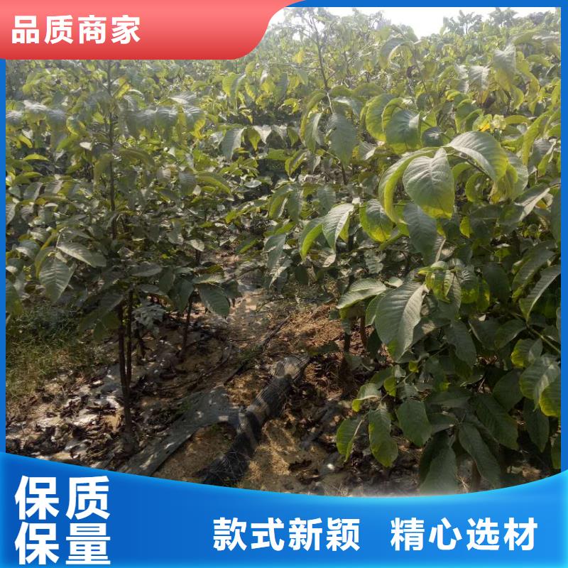 核桃-信譽可靠