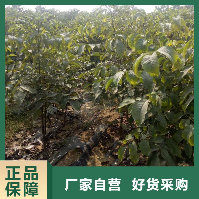 生產(chǎn)核桃的基地本地服務(wù)商