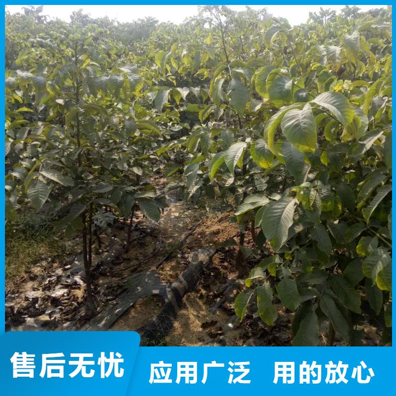 核桃-大品牌質(zhì)量有保障