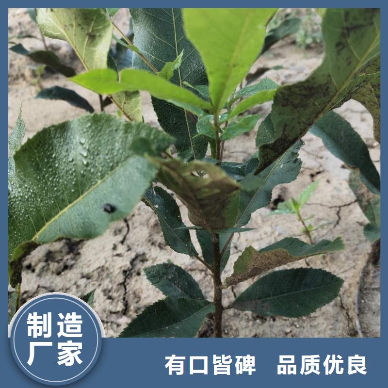 供應批發(fā)核桃-省心