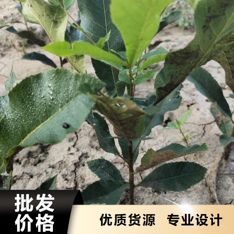 核桃好品質(zhì)查看詳情質(zhì)量可靠
