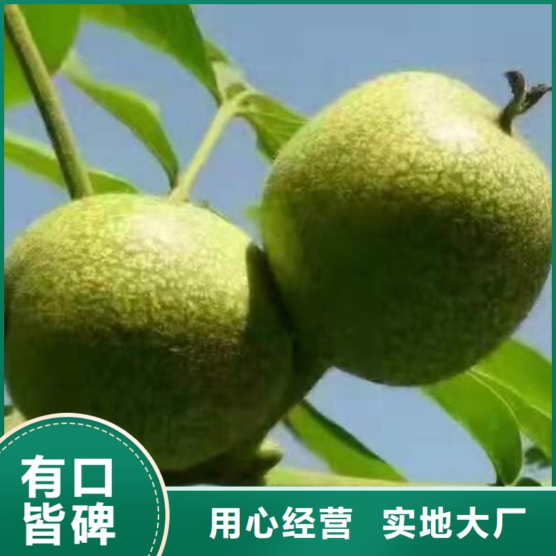 核桃甄選廠家