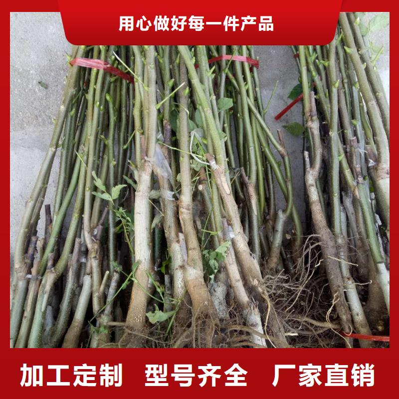 生產(chǎn)核桃的批發(fā)商