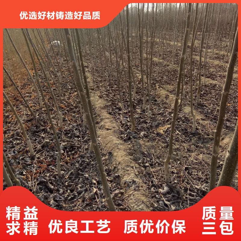 核桃市場價