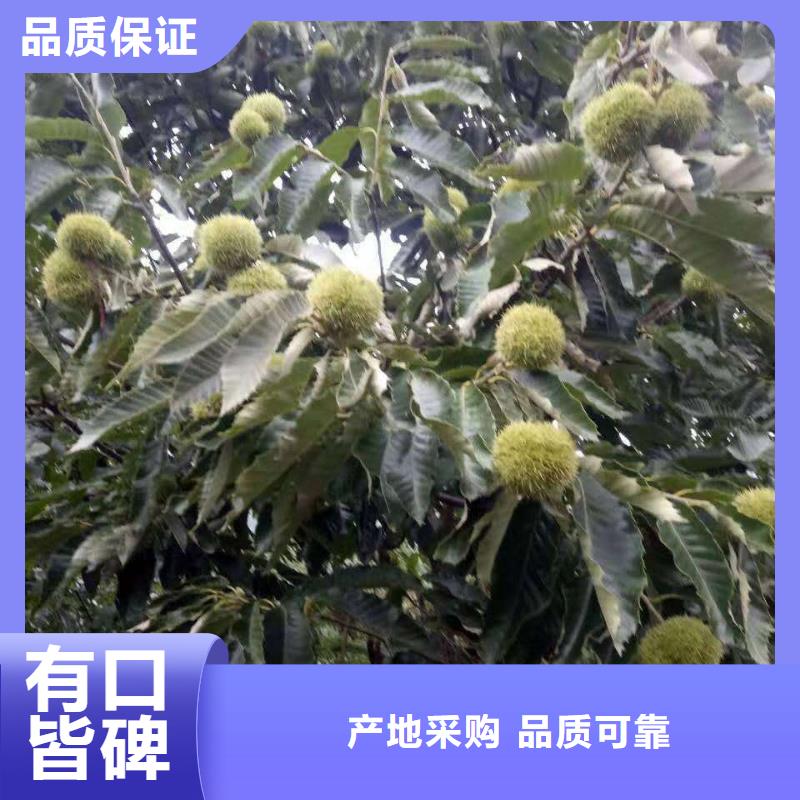 板栗優(yōu)質(zhì)供應(yīng)商送貨上門(mén)