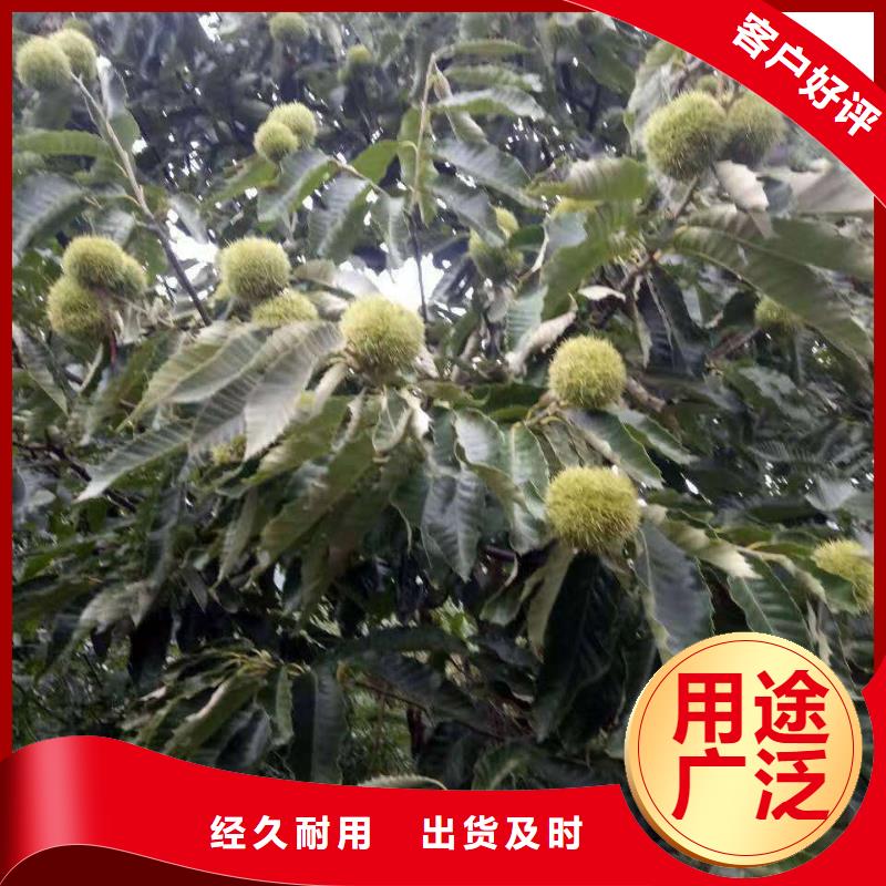板栗制造工廠