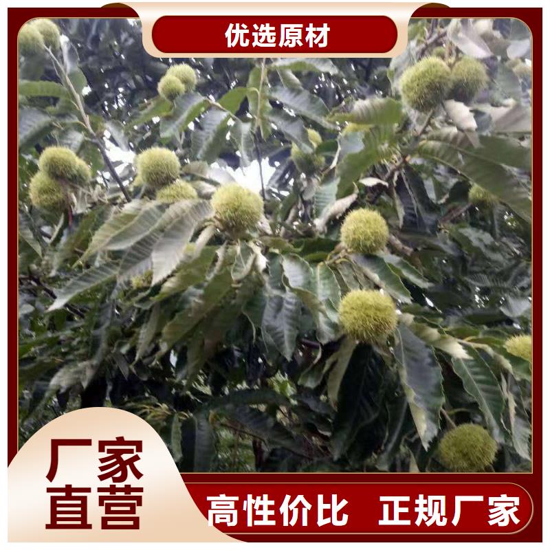 板栗廠家-性價(jià)比高打造好品質(zhì)