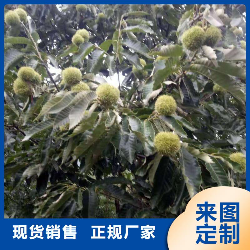 板栗定制廠家