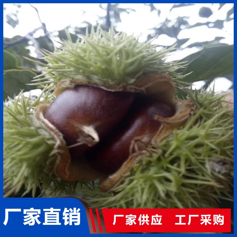 板栗_潤(rùn)鑫苗木種植銷售中心本地生產(chǎn)商