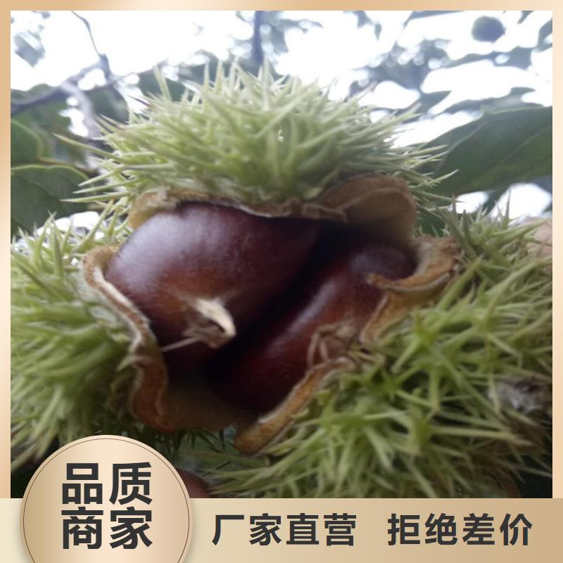 【優(yōu)選】板栗源頭廠家