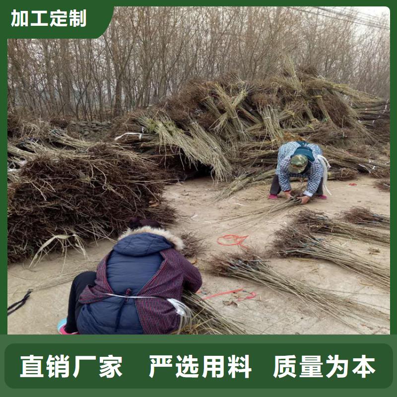 板栗大廠家售后無(wú)憂款式新穎