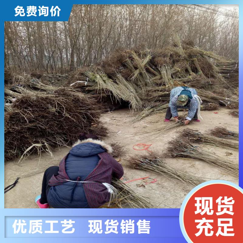 優(yōu)惠的板栗批發(fā)商優(yōu)勢(shì)
