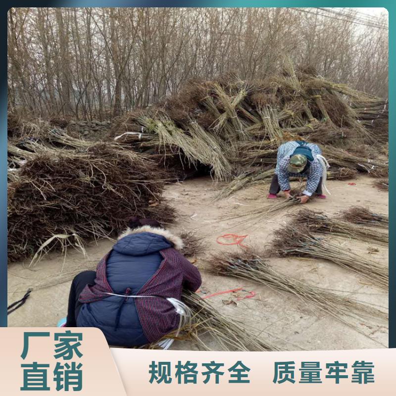 板栗
