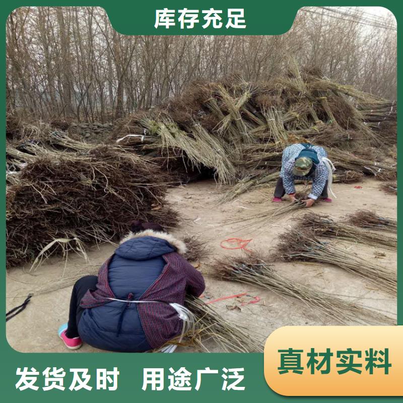 板栗公司-價格生產經驗豐富