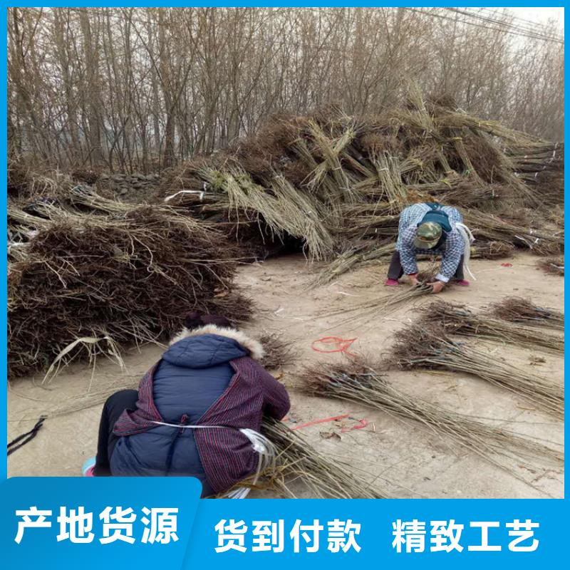 生產(chǎn)板栗的當(dāng)?shù)貜S家
