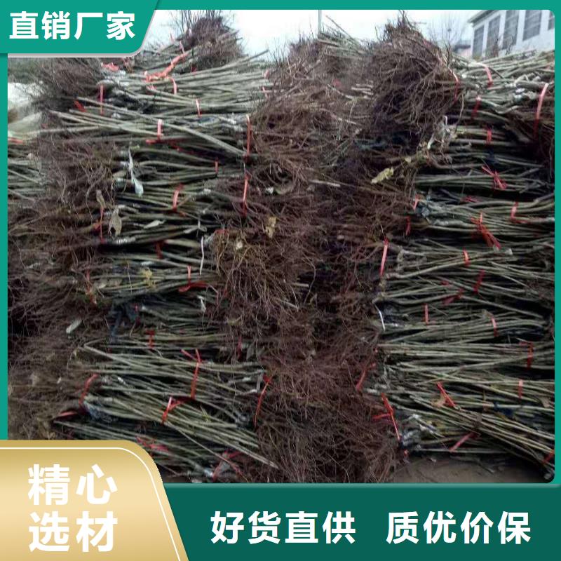 板栗廠家信守承諾當(dāng)?shù)亟?jīng)銷商