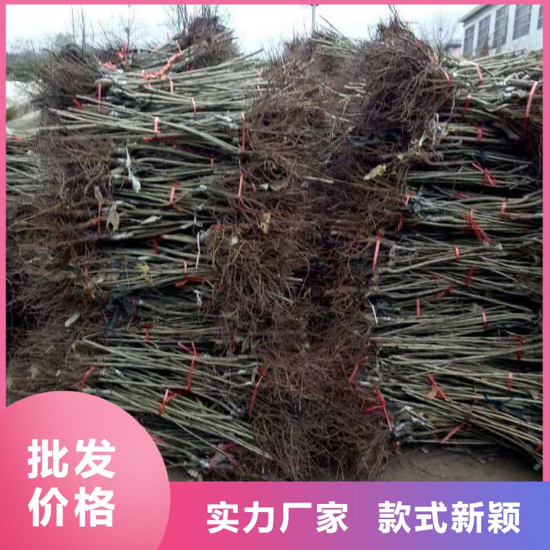 板栗價格合理的公司