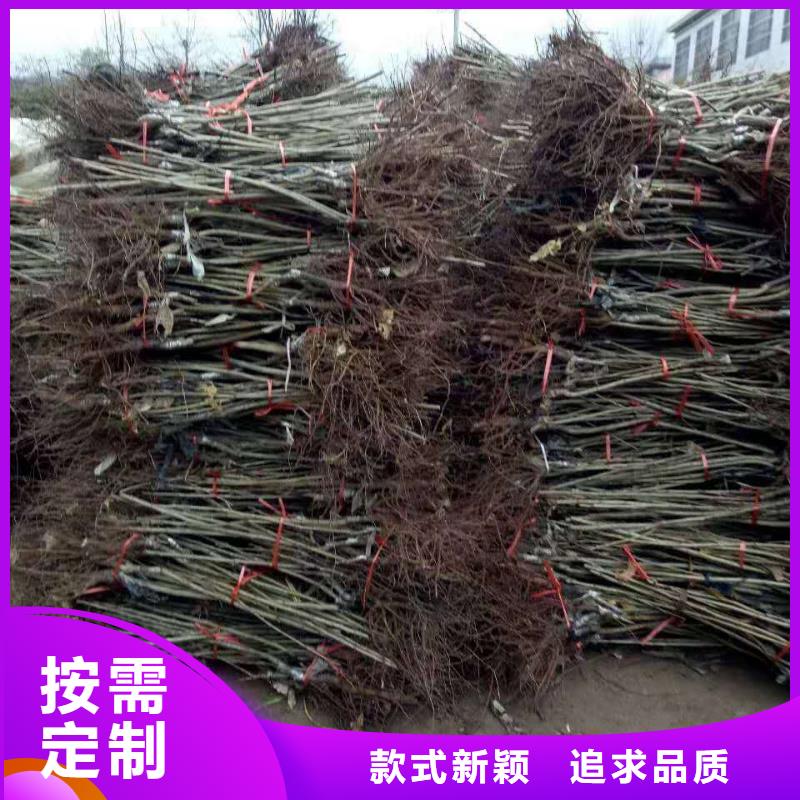 2025經驗豐富#板栗定制#源頭廠家