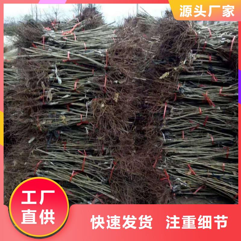 板栗歡迎下單
