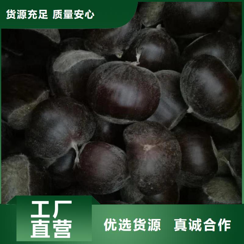 價格合理的板栗廠家本地貨源