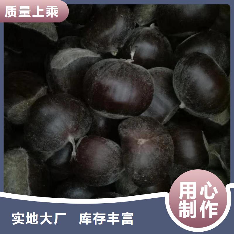 板栗品質與價格好產品放心購