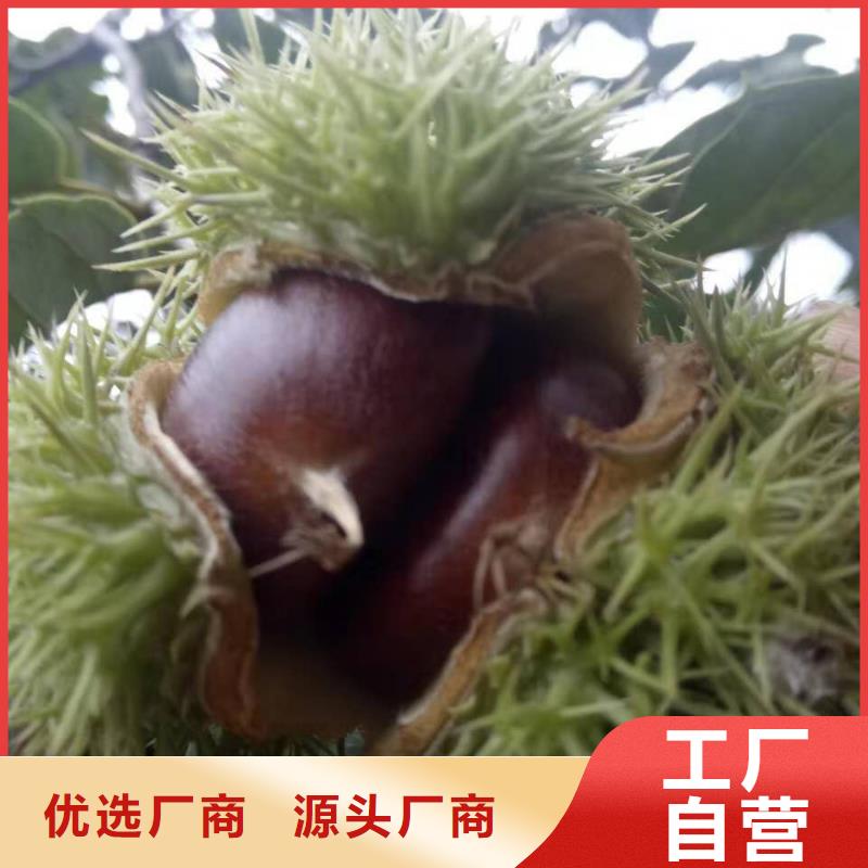 板栗-板栗圖文介紹