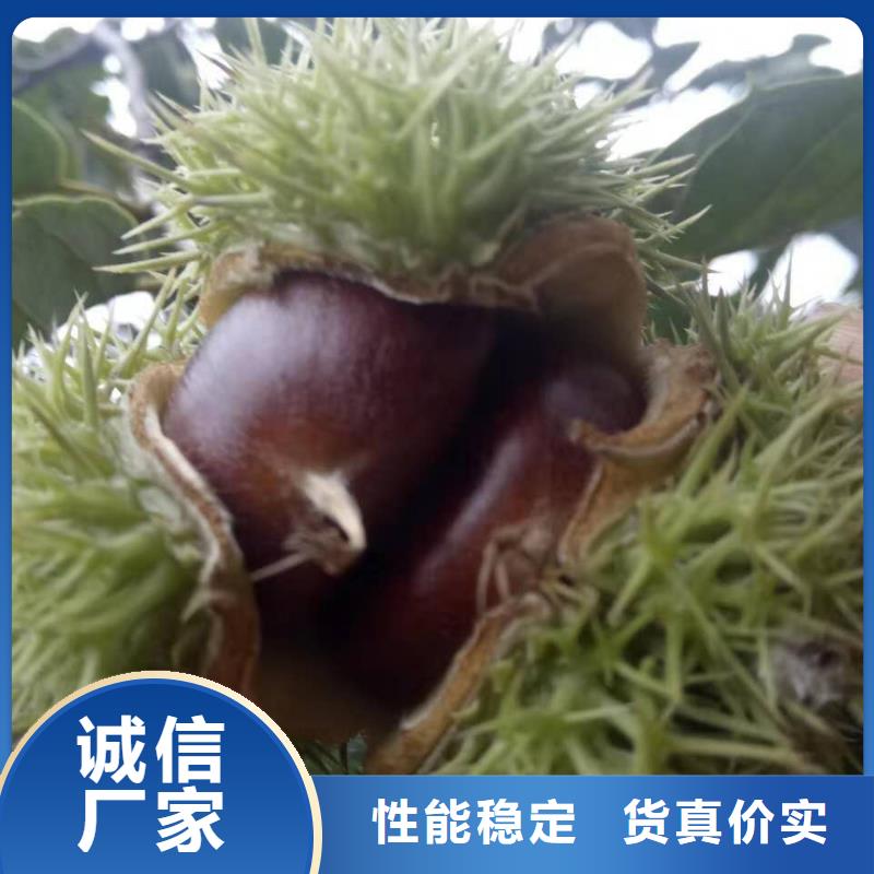 板栗廠家現(xiàn)貨