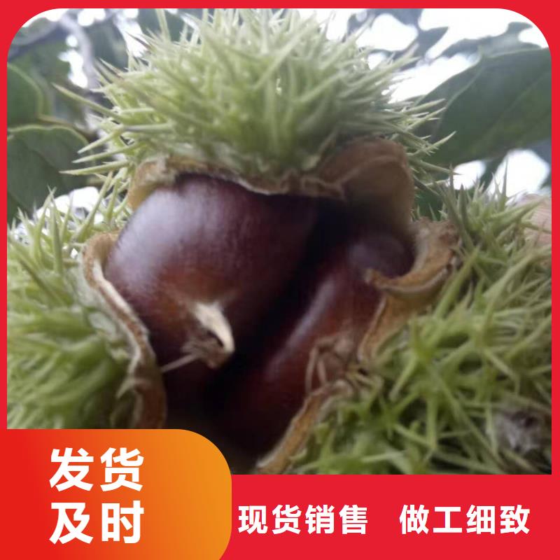 經(jīng)驗(yàn)豐富的板栗廠家