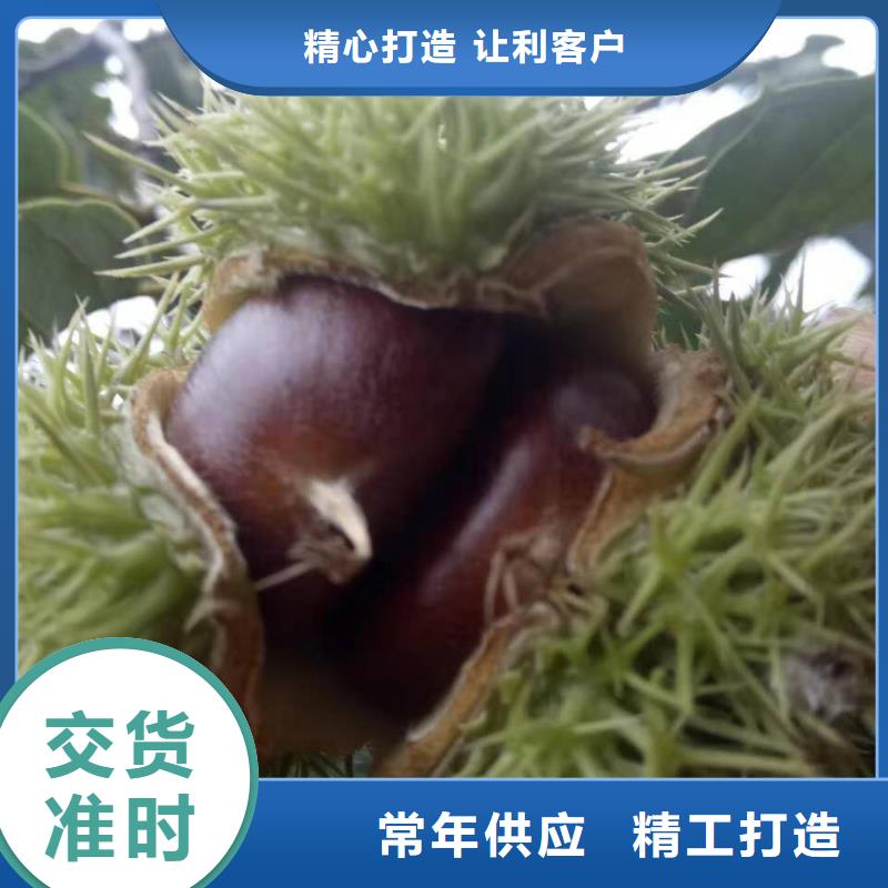 供應(yīng)板栗 板栗批發(fā)質(zhì)量安心