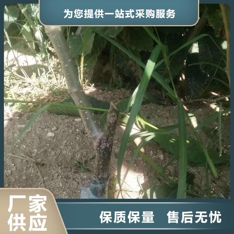 板栗-板栗全國(guó)直銷精選貨源