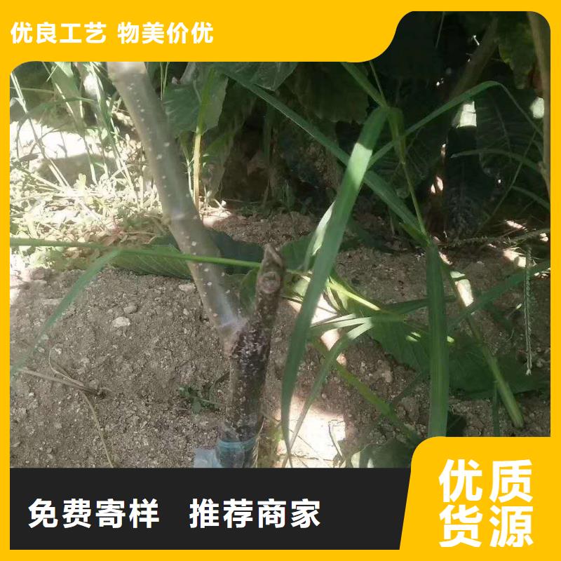 批發(fā)板栗的基地